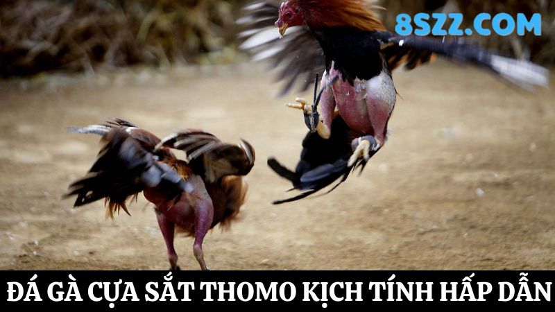 Đá gà Thomo 8s cựa sắt 