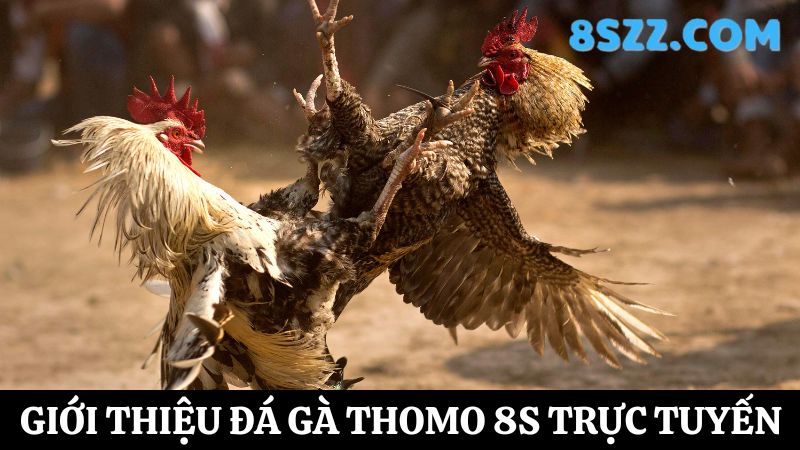 Đá gà Thomo 8s 