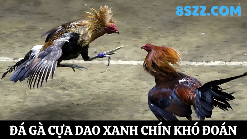 Đá gà Thomo 8s cựa dao