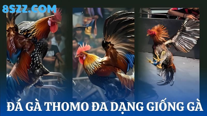 Đá gà Thomo 8s với nhiều giống gà 