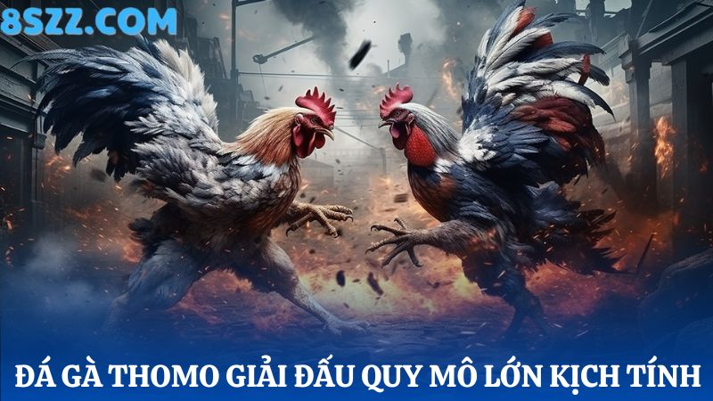 Đá gà Thomo 8s quy mô lớn 